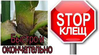 💯% победила клеща на орхидеях❗️ Прошел год, подвожу итоги.