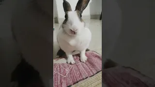 Angry Rabbit 😡😡