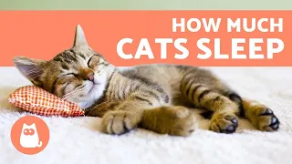 How Much Do Cats Sleep Per Day? 🐱 - Kittens, Adults and Seniors