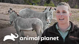 Una visita a la manada de Cebras de grévy | El Zoológico de San Diego | Animal Planet