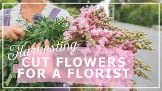 Harvesting cut flowers to florist in my Swedish Cottage Garden