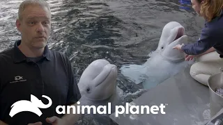 Dos ballenas belugas se suman a la familia | El Acuario | Animal Planet