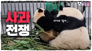 (SUB) Mommy Panda And Baby Panda's Apple War│Panda World