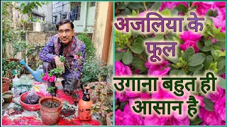 Easiest method of Azalea growing ।। सबसे आसान तरीके से अजलिया  के फूल उगाएं