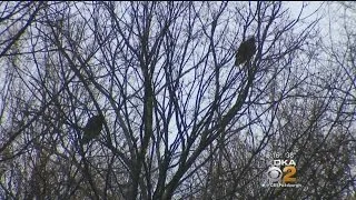 Hays Bald Eagles Searching For New Home After Winds Bring Down Tree & Nest