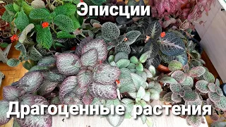 Эписции / Драгоценные растения / Проще нет)