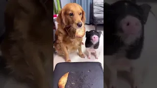 This Dog Gives Up His Share Of His Food For His Pig Best Friend  Heartwarming Animals Tik Tok Videos