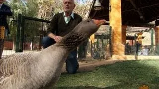 Man wins the unconditional love of a goose