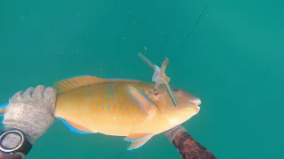 דייג בצלילה חופשית / spearfishing שני תוכים של 2 וחצי קילו כל אחד.