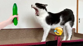 😸😘 New Funny Cats and Dogs Videos ❤️🐶 New Funny Animals 2024 #16