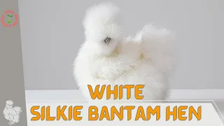 WHITE SILKIE BANTAM HEN Information and Raising Tips! (Gallus gallus)