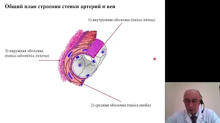 Гистология. Сердечно сосудистая система