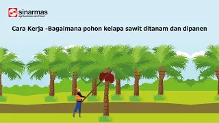 How it works - How oil palm is grown and harvested (Bahasa Indonesia Subtitles)