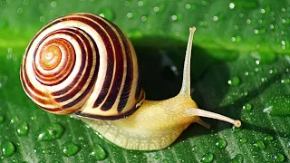 Snail want learn prodramming / Улитка хочет программировать