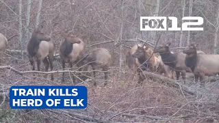 Freight train kills entire herd of elk in Washougal