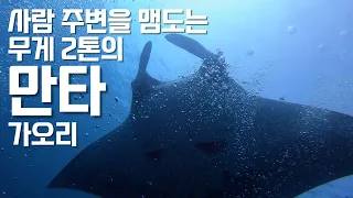 사람 주변을 맴도는 무게 2톤의 만타 가오리 4K