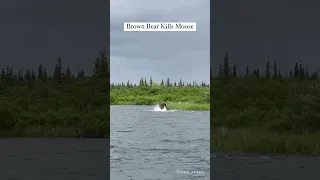 BROWN BEAR vs. MOOSE: Witnessed a once-in-a-lifetime occurrence! Subscribe for full 10 min video!!