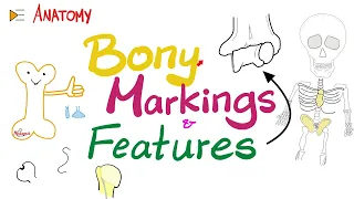 Bony Markings & Features (Tubercle, Tuberosity, Trochlea, Fossa, Fovea, Crest, Ridge,…etc) - Anatomy