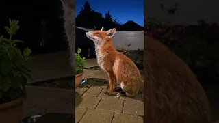 Looking Cute With Cobwebs On Her Face 🕸 #animal #wildfox #animals #foxes #redfox #urbanfoxes #cute