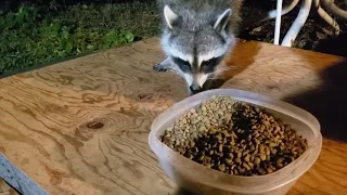 Raccoon "Mess Maker"  Not Making a Big Mess