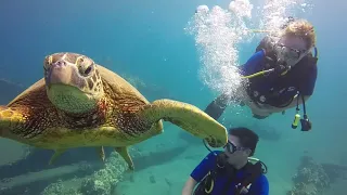 Turtles and Shark Dive at Mala Wharf Wreck in Maui