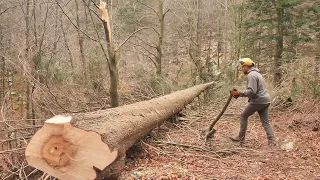 Cutting Down Sick Spruce Trees / Morning Snow Walk