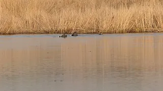 Лысуха. Территориальные разборки.