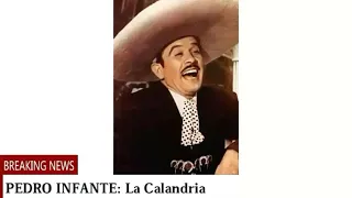 Pedro Infante - La Calandria con Letra (Ilustrado)