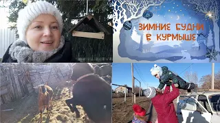 Зимние будни в КУРМЫШЕ. Когда зимой выгуливать коз?