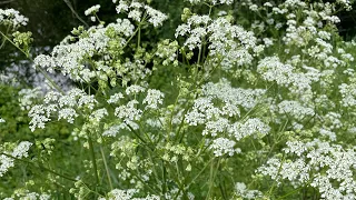 В рабочий Полдень 🌸🌺💐Что это ? Ядовитый БОРЩЕВИК или Лечебная Валериана ? 😄