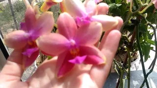 Орхидея Лиодоро в чем растет,система посадки))мои орхидеи.