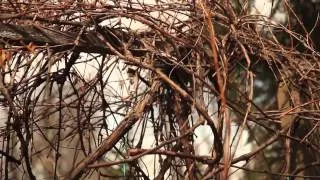 How to Prune Unruly Vines on a Grapevine : Pruning Tips