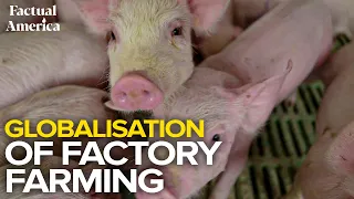 Factual America | Globalisation of Factory Farming | Ft. Enrico Parenti and Susana Trojano