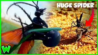 Giant Spiders FEAR This Wasp! The Tarantula Hawk