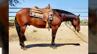 Ranch Rider Reiner For Sale