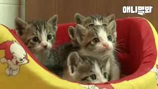 고영희 두 마리가 한날한시에 꼬물이 10마리를 낳으면 벌어지는 일ㅋㅋㅋㅣStory of a Cat That Raises Her Friend’s Kittens