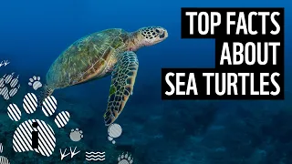 Top facts about sea turtles | WWF