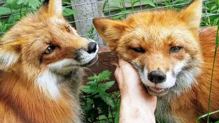 Foxie the Fox Who Loves Water