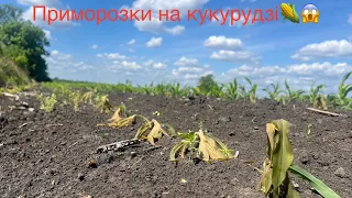 Кукурудза все🤔⁉️Приморозки на Полтавщині до -5 ‼️ Стан сої та соняшнику🌻