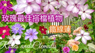 【Roses and Clematis】玫瑰搭配鐵線蓮種植的夢幻效果；我種多款的理由是….｜バラと花期が合い、育てやすいクレマチス#Clematis#鐵線蓮#玫瑰#月季#バラとクレマチス#園藝