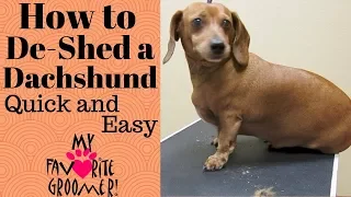 How to De-Shed a Dachshund