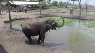 Грязевые ванны слонов
