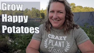 What to plant WITH potatoes and what to AVOID planting with potatoes. Companion planting