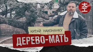 Дерево-мать / Китай Наизнанку 2024 - 1