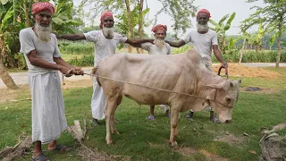 Full Cow Processing & Kosha Curry Cooking by Grandpa - Huge Traditional Iftar & Beef Dinner