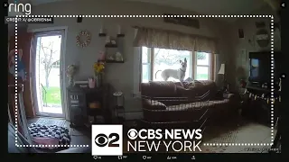 Earthquake caught on camera: Videos show shaking in NJ, NY