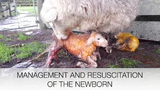 Resuscitation and Management of the Newborn Lamb/Kid/Calf | Sez the Vet