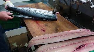 Giant Spanish Mackerel Fish Best Japanese Cleaning Skills