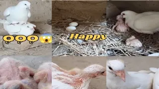 Baby White Pigeon // Video How do baby || Pigeons grow up #worldofbirds #babywhitepigeon #howdobaby