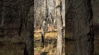 Giant Buck breeds a doe!